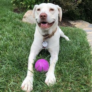 Meet your Posher, Allie